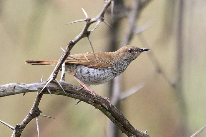 Stierling's Wren-Warbler by Mick Dryden