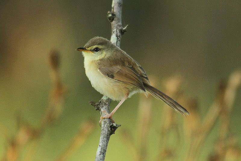 Tawny-flanked Prinia by Mick Dryden