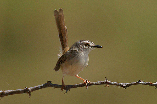 Tawny flanked Prinia by Mick Dryden