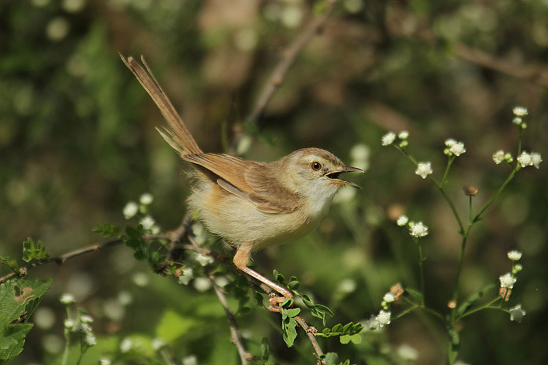Tawny-flanked Prinia by Mick Dryden
