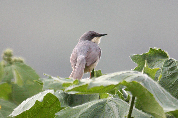 White-chinned Apalis by Mick Dryden