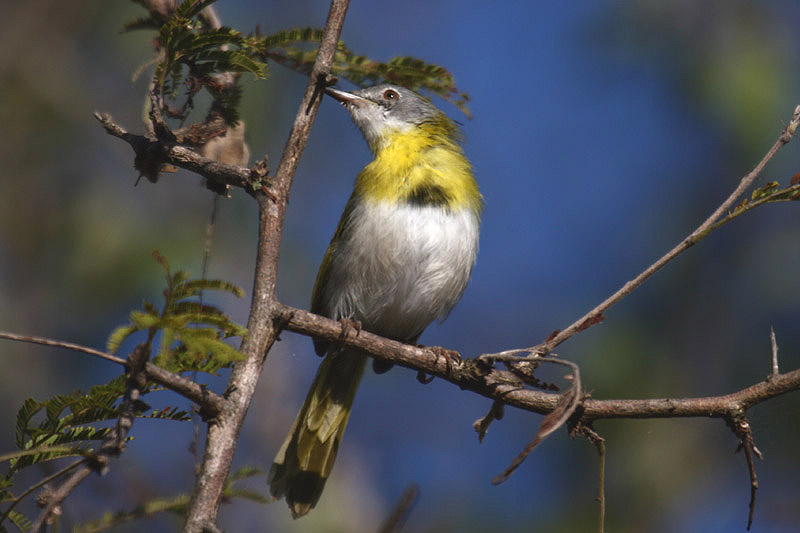 Yellow-breasted Apalis by Mick Dryden