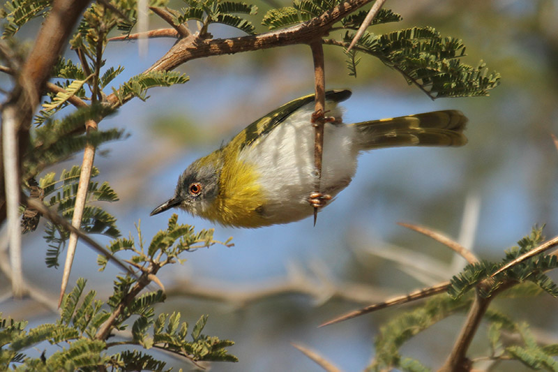 Yellow-chested Apalis by Mick Dryden
