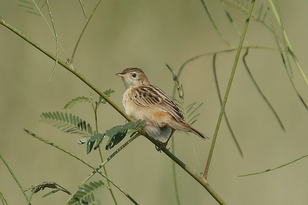 Zitting Cisticola by Mick Dryden