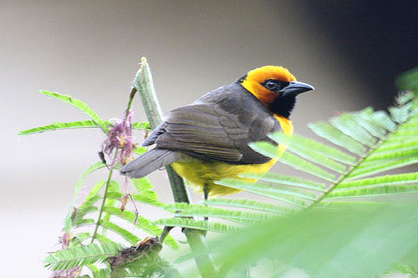 Black-necked Weaver by Mick Dryden