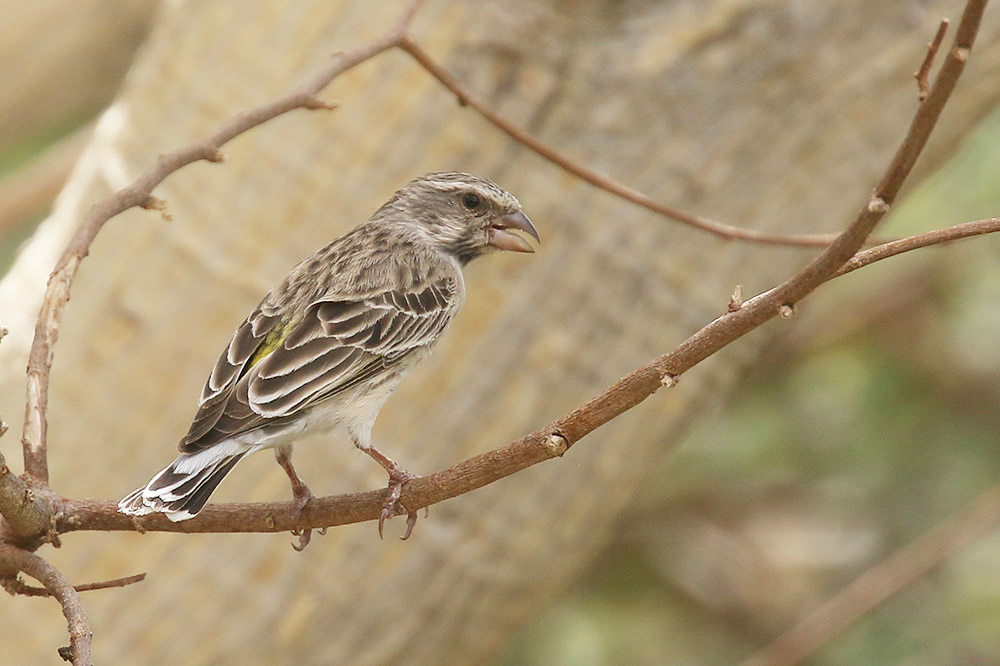 Black throated Canary by Mick Dryden