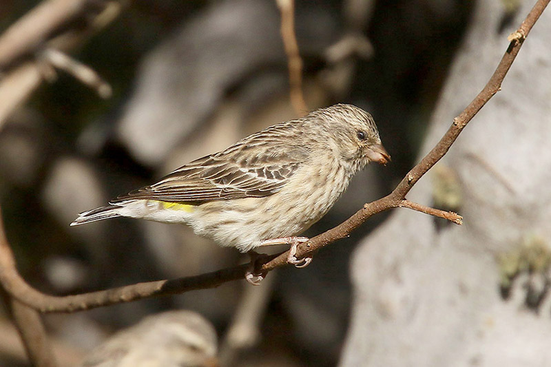 Black throated Canary by Mick Dryden