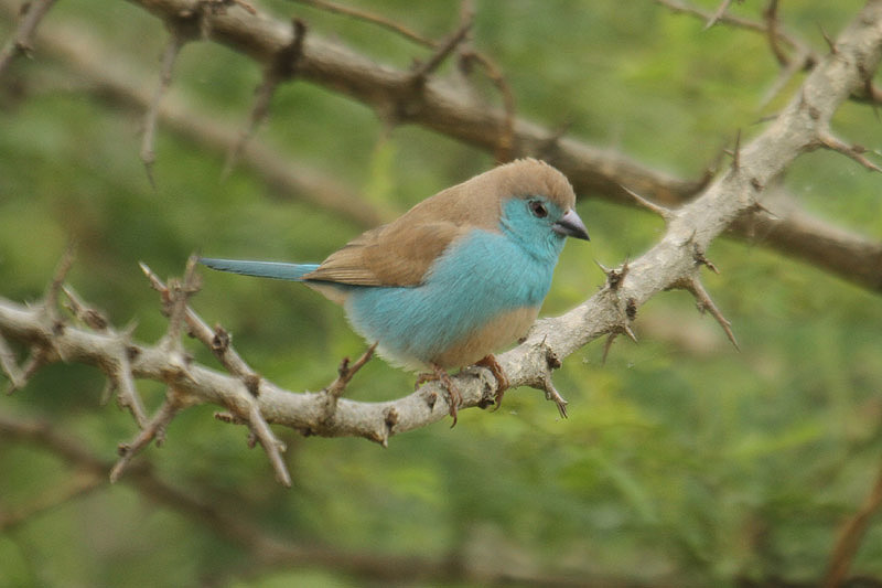 Blue Waxbill by Mick Dryden