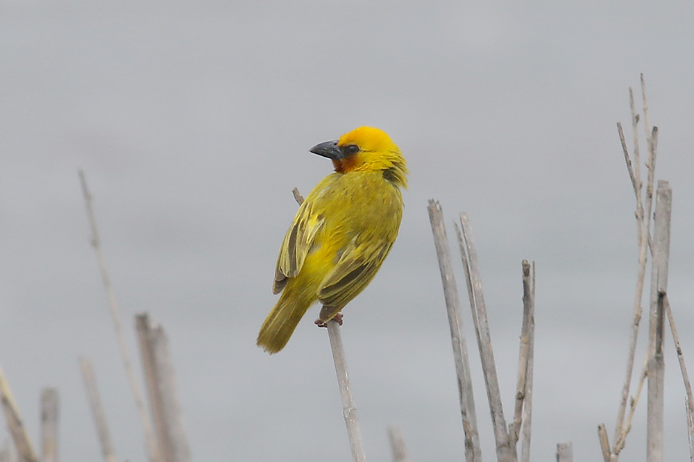 Brown throated Weaver by Mick Dryden