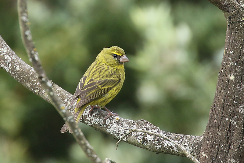 Brimstone Canary by Mick Dryden