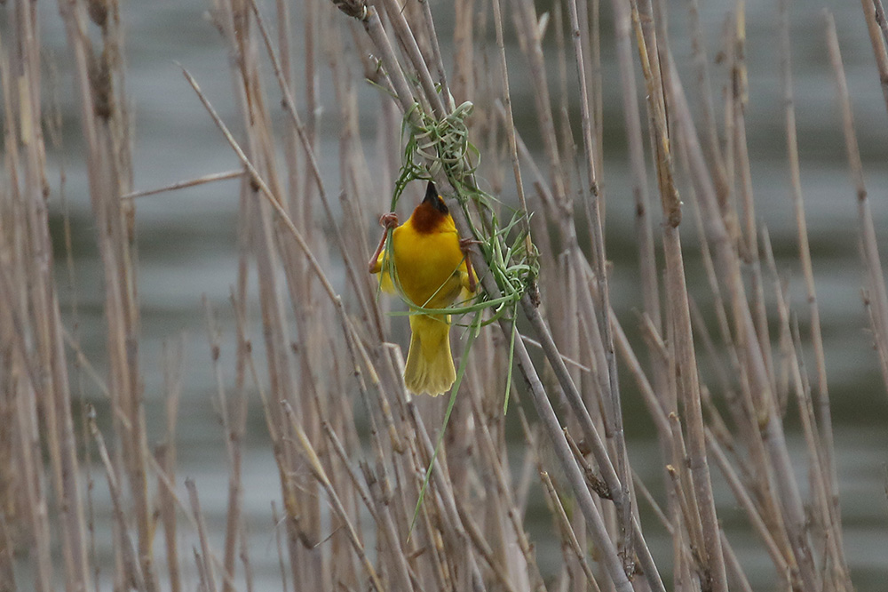 Brown throated Weaver by Mick Dryden