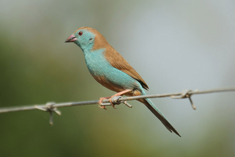 Blue Waxbill by Mick Dryden