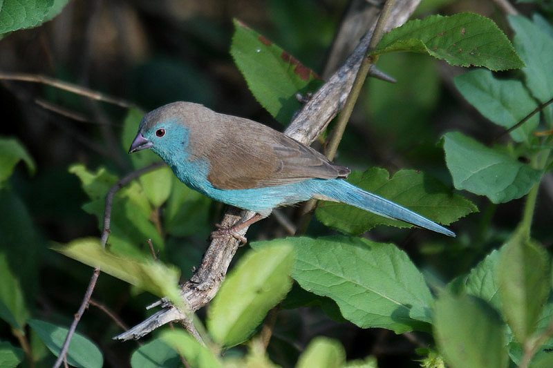 Blue Waxbill by Mick Dryden