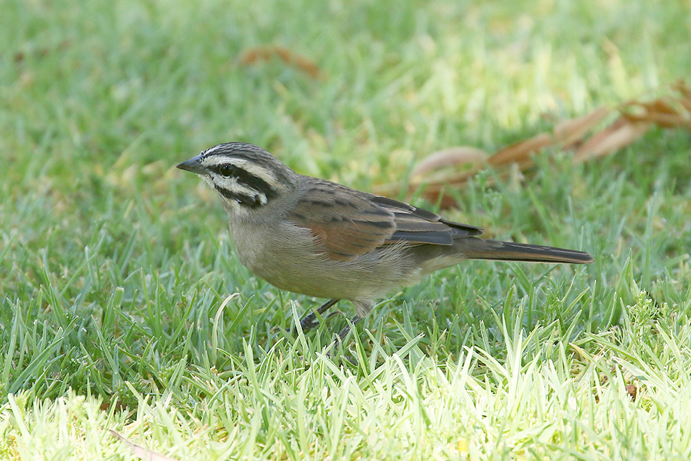 Cape Bunting by Mick Dryden