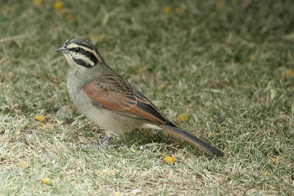 Cape Bunting by Mick Dryden