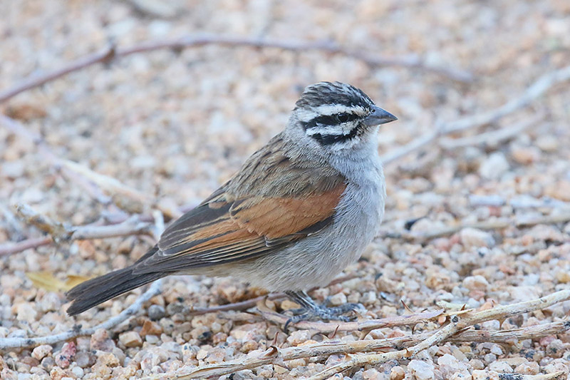 Cape Bunting by Mick Dryden