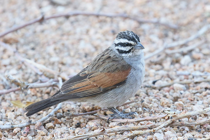 Cape Bunting by Mick Dryden