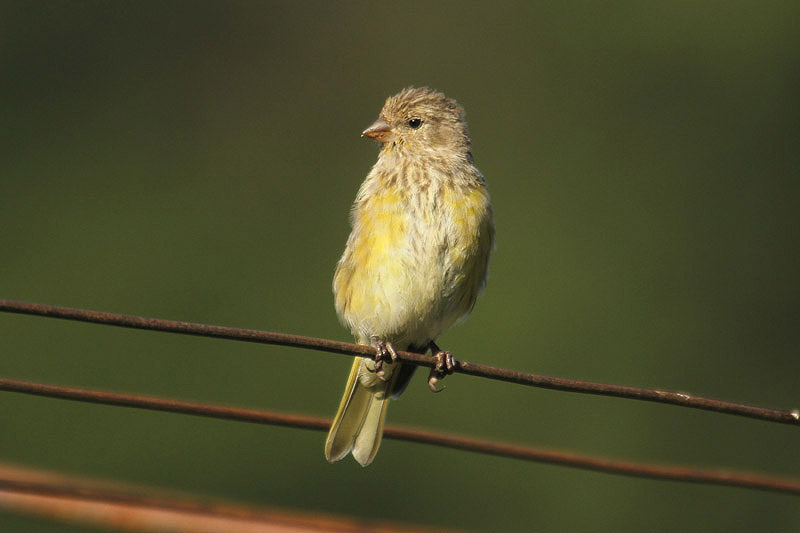 Cape Canary by Mick Dryden