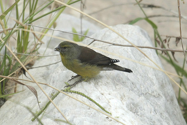 Cape Siskin by Mick Dryden