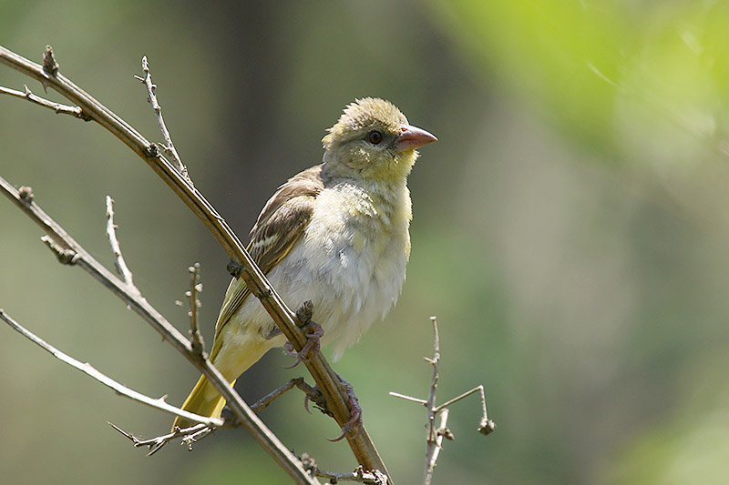 Cape Weaver by Mick Dryden