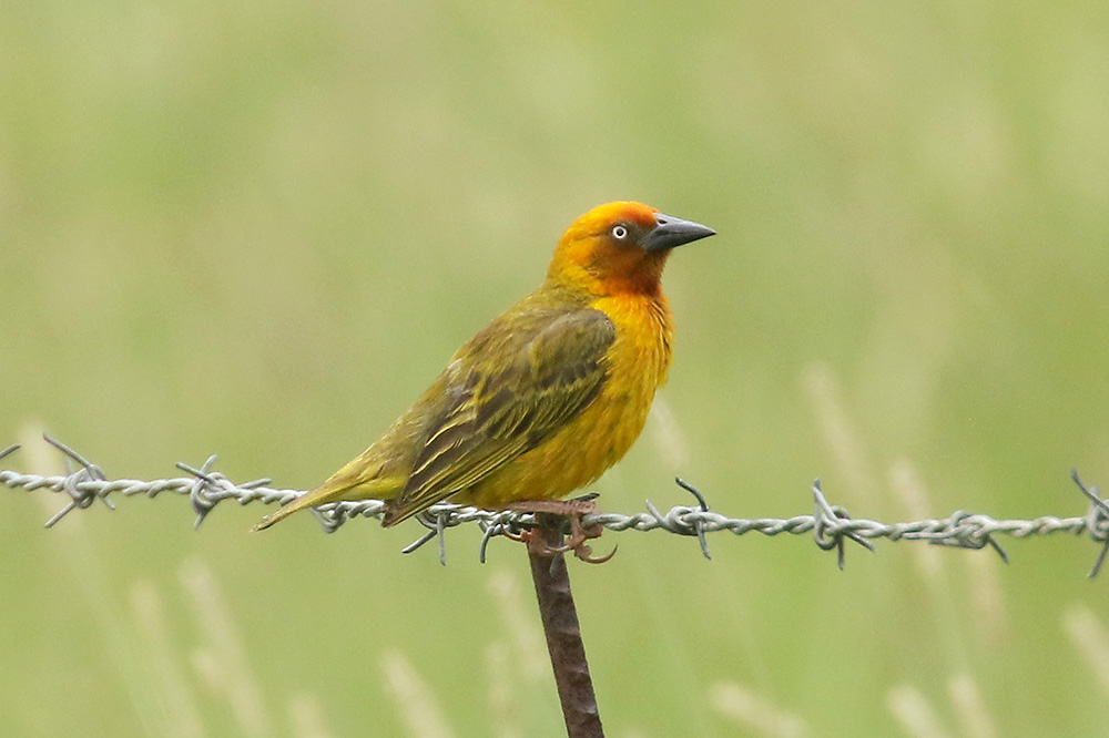 Cape Weaver by Mick Dryden