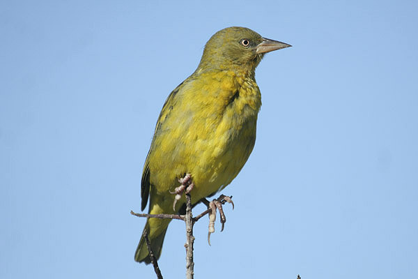 Cape Weaver by Mick Dryden