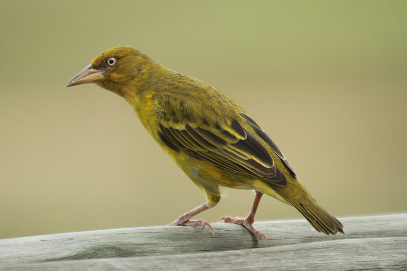 Cape Weaver by Mick Dryden