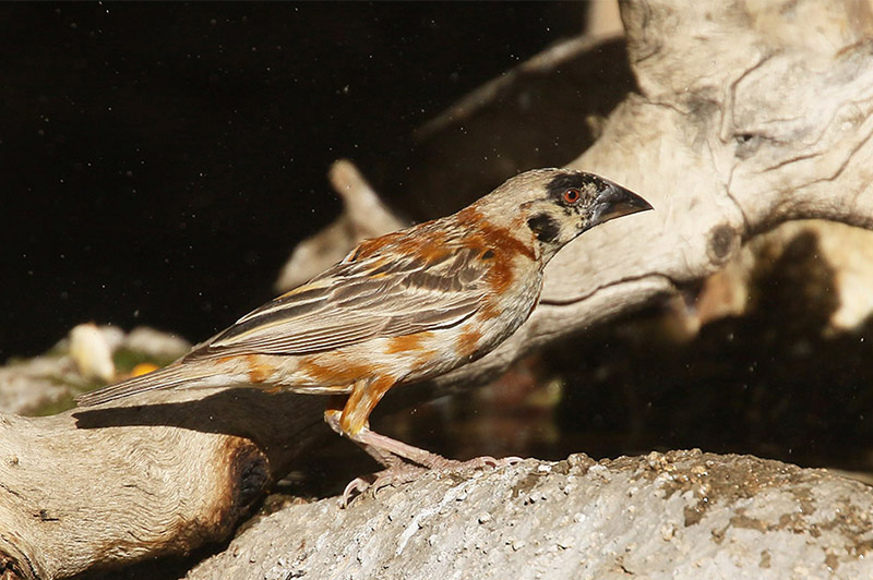 Chestnut Weaver by Mick Dryden