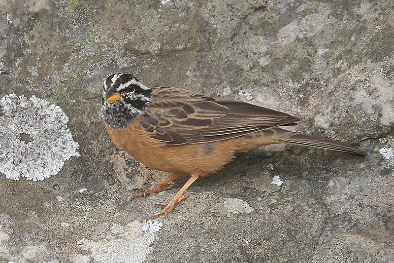 Cinnamon breasted Bunting by Mick Dryden