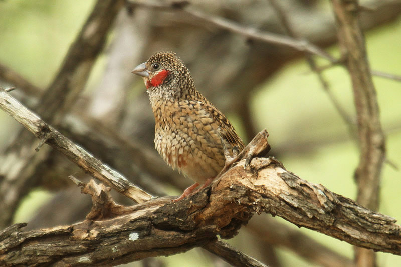 Cut-throat Finch by Mick Dryden