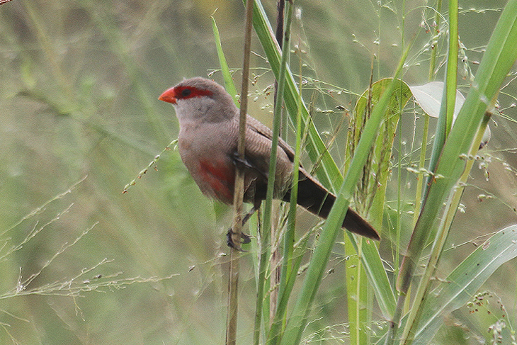 Common Waxbill by Mick Dryden