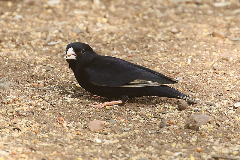 Dusky Indigobird by Mick Dryden