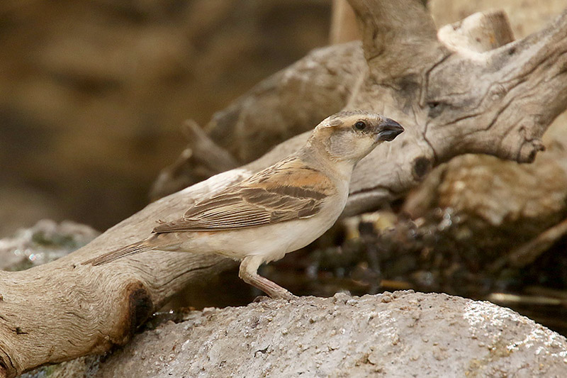 Great Sparrow by Mick Dryden