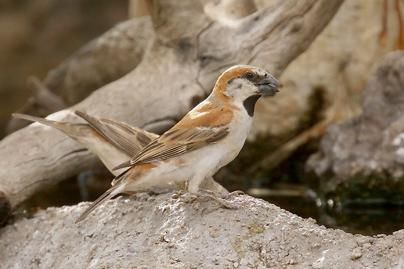 Great Sparrow by Mick Dryden