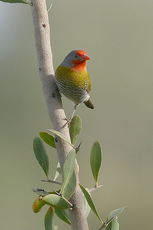 Green winged Pytillia by Mick Dryden