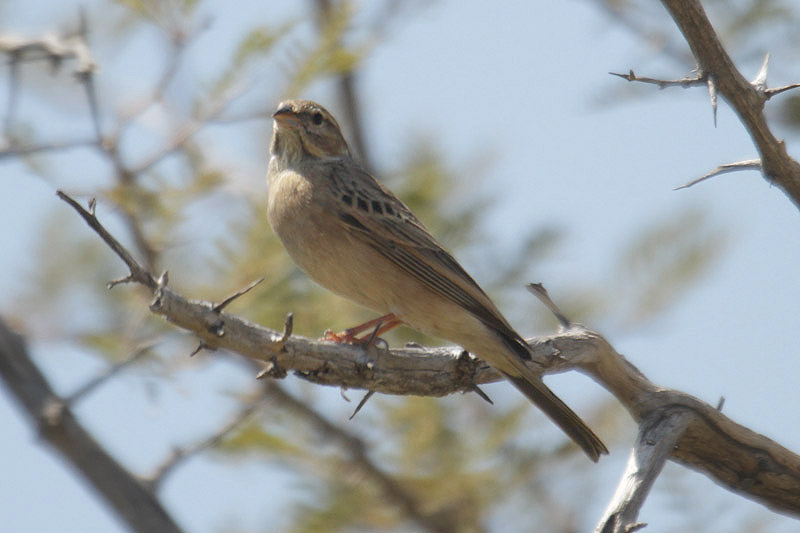 Lark-like Bunting by Mick Dryden