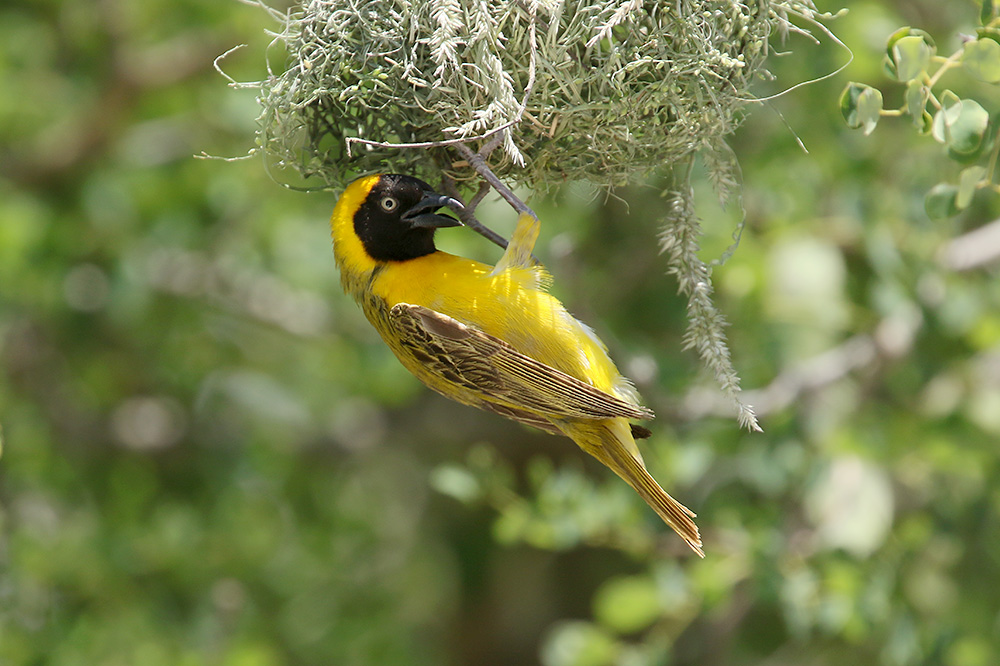 Lesser Masked Weaver by Mick Dryden