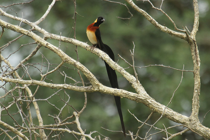 Long-tailed Paradise Wydah by Mick Dryden