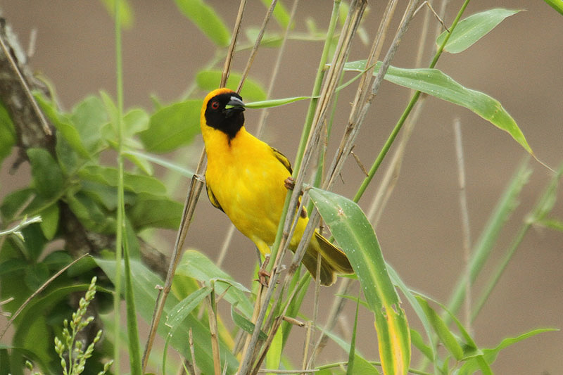 Masked Weaver by Mick Dryden