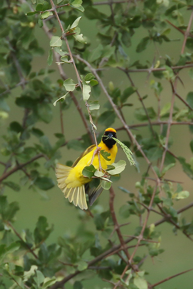 Masked Weaver by Mick Dryden