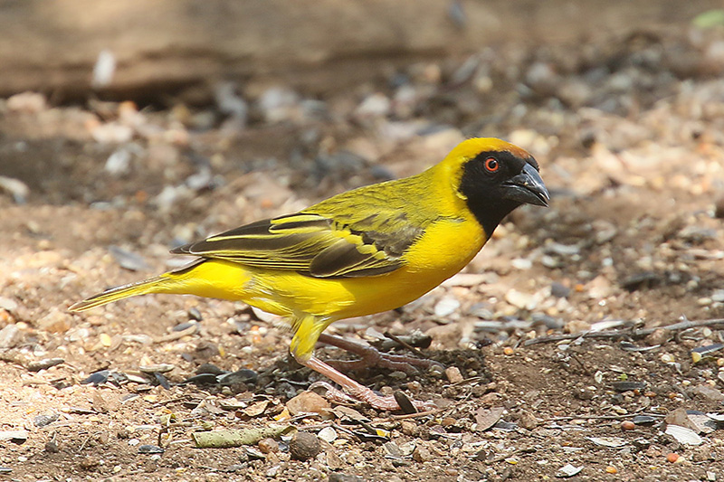 Masked Weaver by Mick Dryden