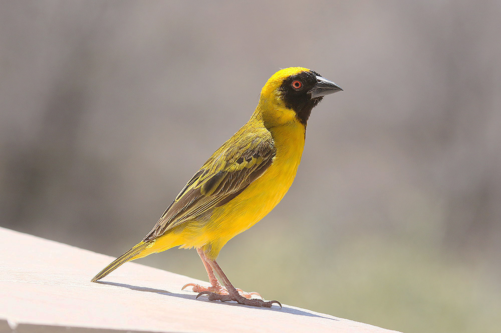 Masked Weaver by Mick Dryden