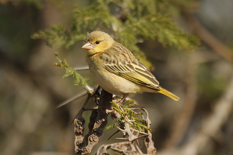 Masked Weaver by Mick Dryden