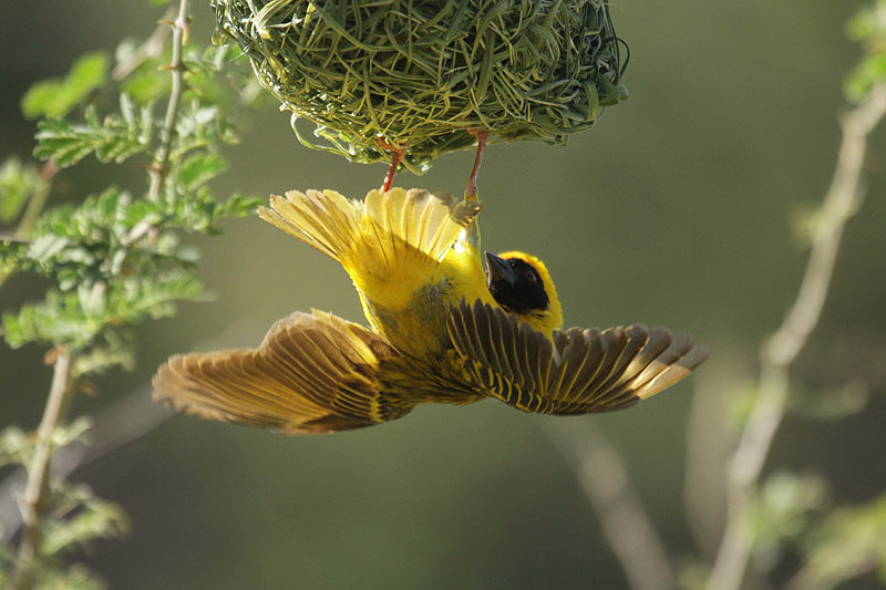 Masked Weaver by Mick Dryden