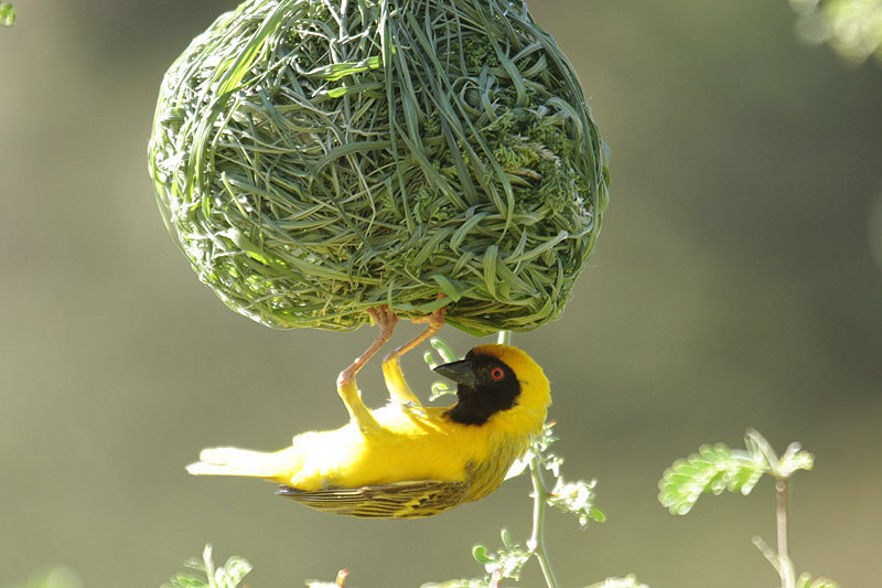 Masked Weaver by Mick Dryden