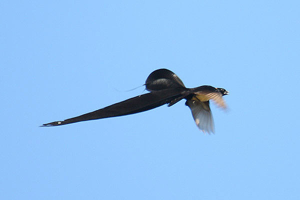 Long-tailed Paradise Wydah by Mick Dryden