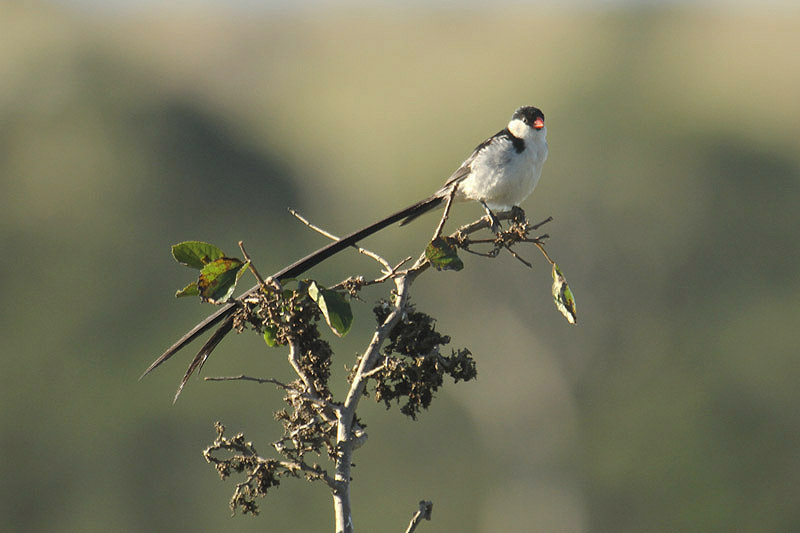 Pin-tailed Wydah by Mick Dryden