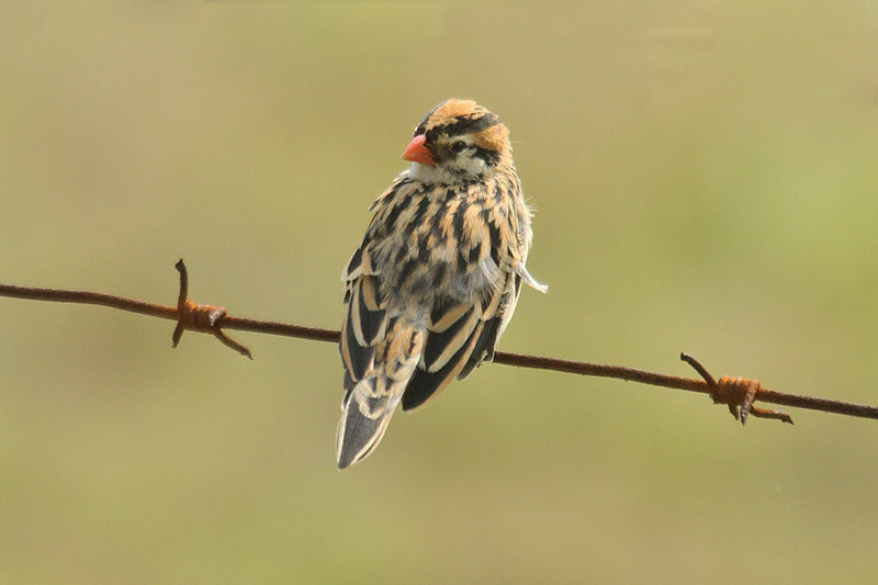 Pin-tailed Wydah by Mick Dryden