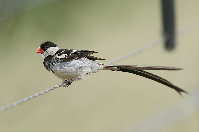 Pin tailed Whydah by Mick Dryden