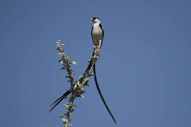 Pin-tailed Wydah by Mick Dryden